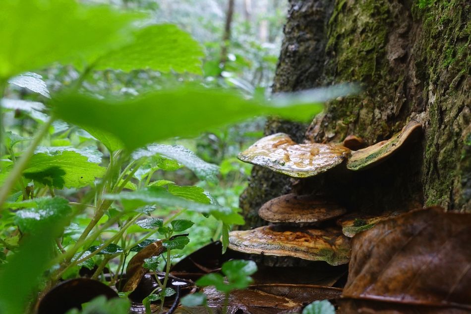 L'habitat naturale del fungo Reishi